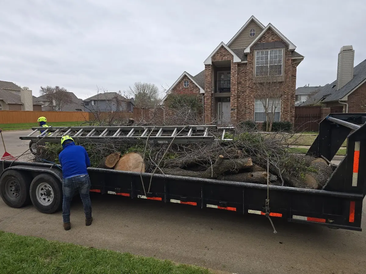 Expert Tree Removal with proper safety equipment in George